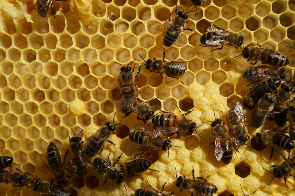 Ме дол. Пчелы пчеловод общество. Русское общество пчеловодства. А это наши пчелы. Картинки пчелопродукции.